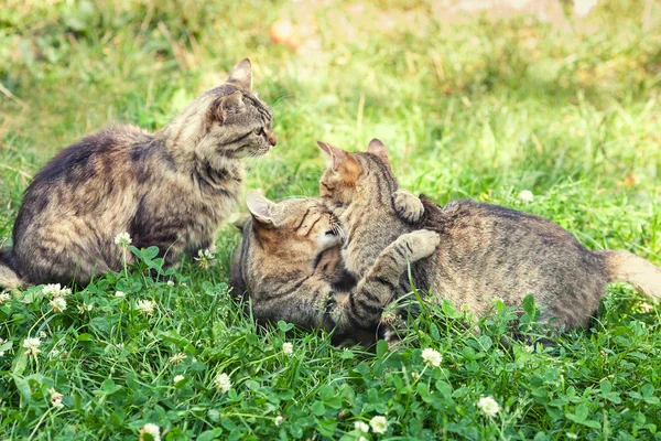 Drie speelse kittens — Stockfoto