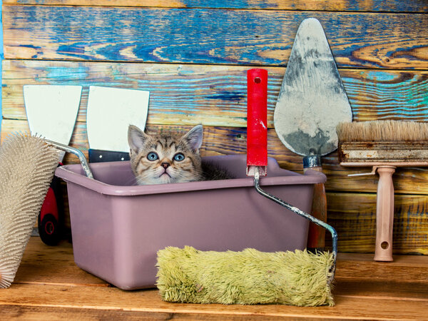 kitten sitting in washbowl