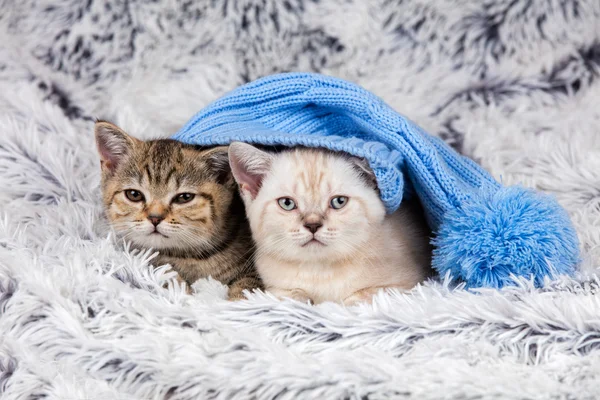 Dos gatitos. — Foto de Stock