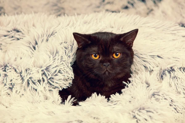 Kitten peeking out from under the blanket — Stock Photo, Image