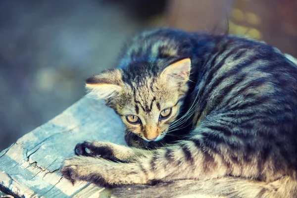 Cat laying in the yard — Stock Photo, Image