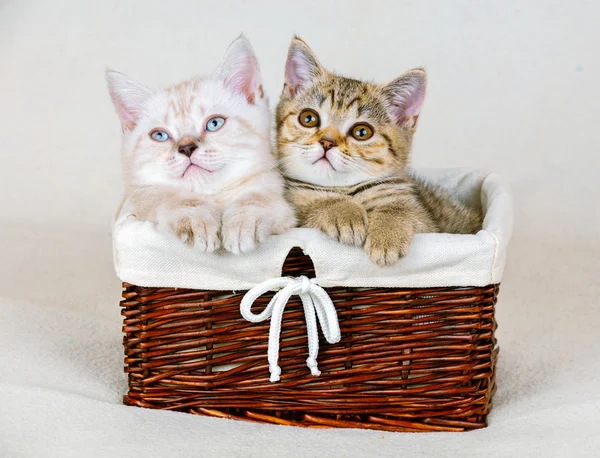 Два котенка сидят в корзине — стоковое фото