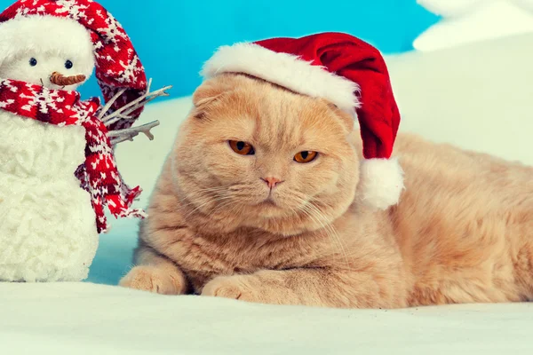 Katze mit Weihnachtsmütze — Stockfoto