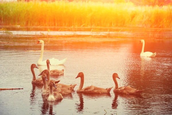 Família de cisnes — Fotografia de Stock
