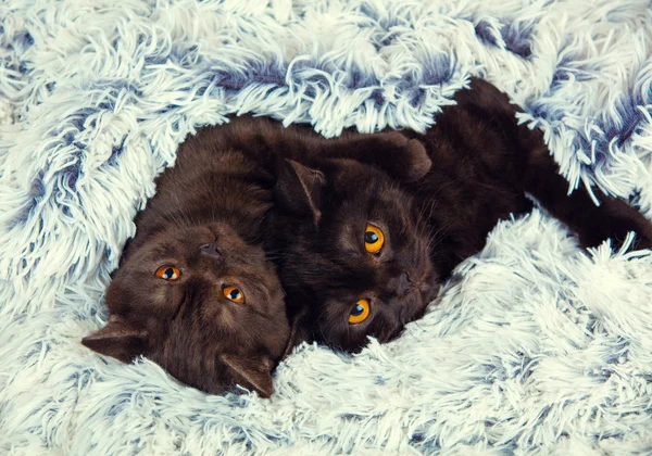 Twee bruine kittens — Stockfoto