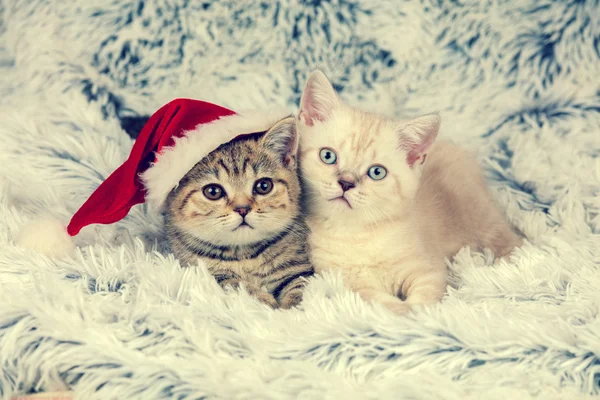 Two little kittens — Stock Photo, Image