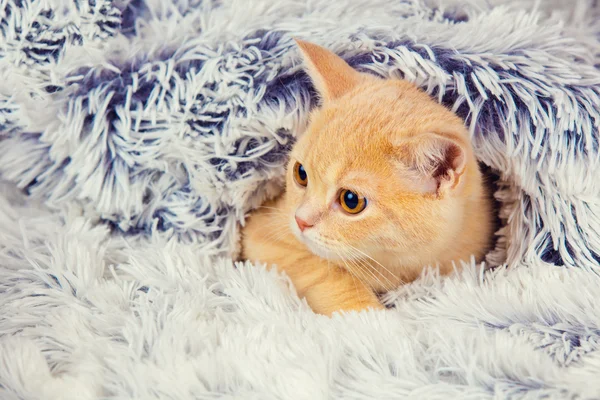 Rode kitten gluren uit onder de deken — Stockfoto