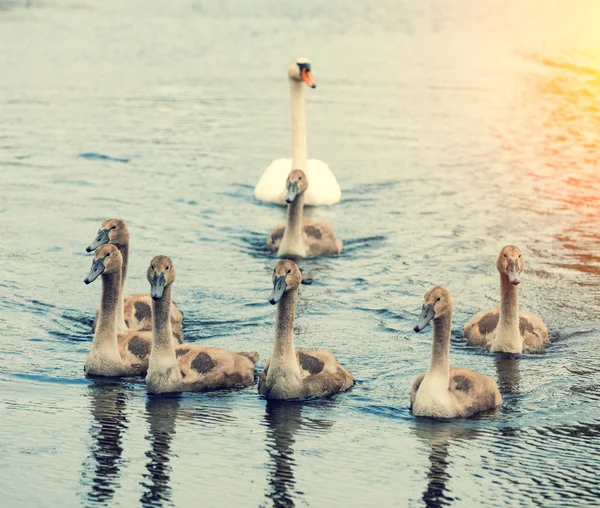 Rodina labutí — Stock fotografie