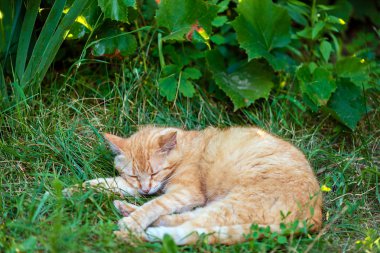 Kırmızı kedi içinde belgili tanımlık bahçe uyku