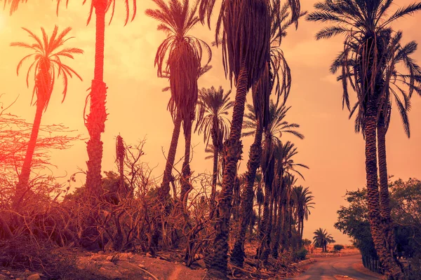 Пальмы на закате — стоковое фото
