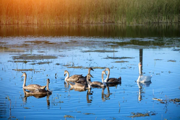 白鳥の湖での遊泳 — ストック写真