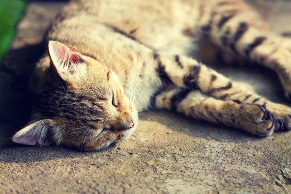 Chat endormi heureux — Photo