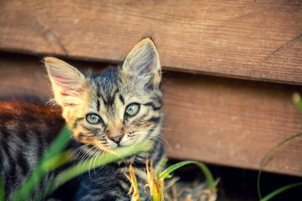 yavru kedi içinde belgili tanımlık yarda yalan