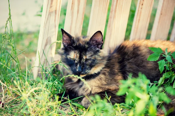 Kaplumbağa kabuğu kedi içinde belgili tanımlık bahçe yalan — Stok fotoğraf