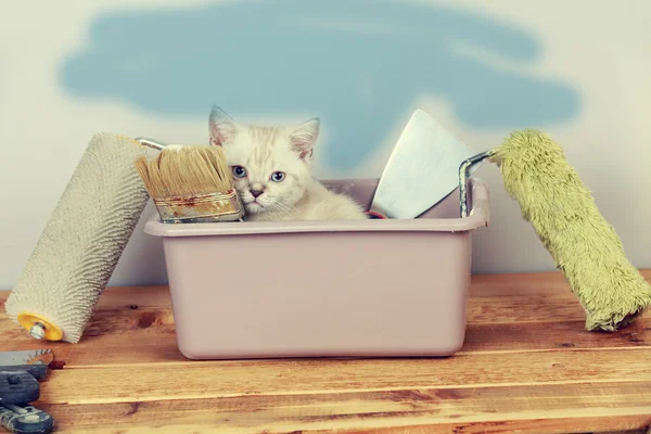 Mały kotek siedzi w umywalki — Zdjęcie stockowe