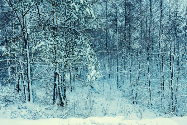Orman karla kaplı. — Stok fotoğraf