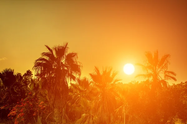 Palme tropicali contro il cielo del tramonto — Foto Stock