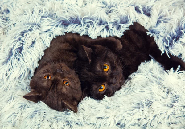 Dos gatitos marrones — Foto de Stock