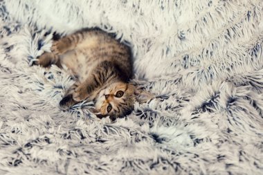 battaniye var yalan küçük kedi yavrusu