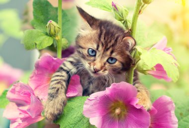 ebegümeci çiçekli Bahçe de kedi
