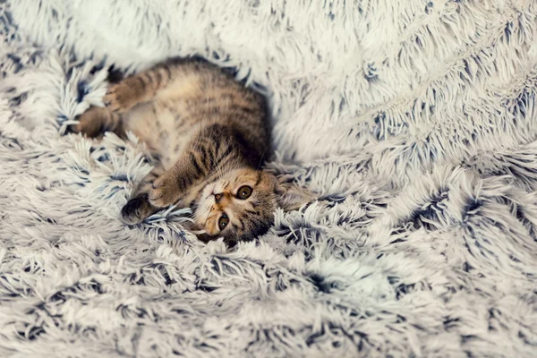 Kleines Kätzchen auf der Decke liegend — Stockfoto