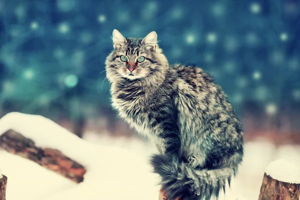 Szibériai macska ül a kertben — Stock Fotó