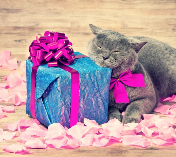 Кот сидит возле подарочной коробки — стоковое фото
