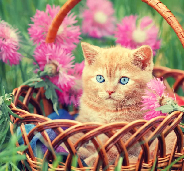 Pequeno gatinho sentado na cesta — Fotografia de Stock