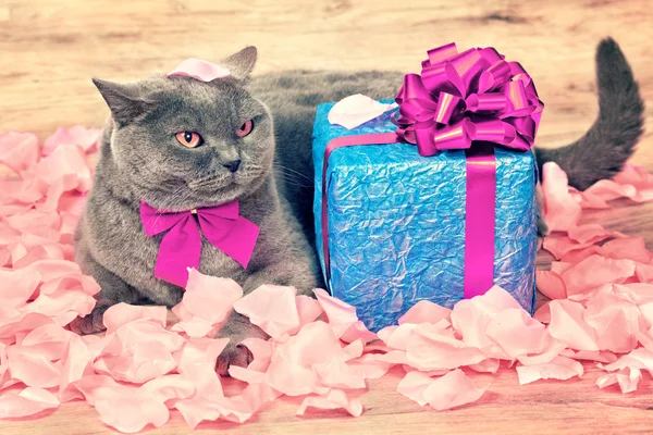 Cat sentado perto da caixa de presente — Fotografia de Stock