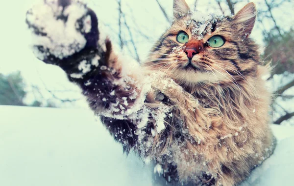 Oyun oynayan kedi içinde karlı kış açık — Stok fotoğraf