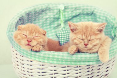 iki küçük yavru kedi