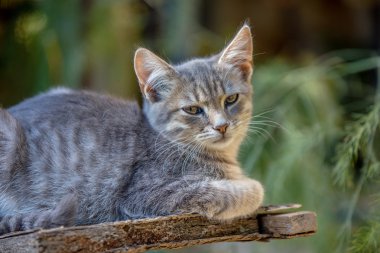 Bahçe de rahatlatıcı kedi