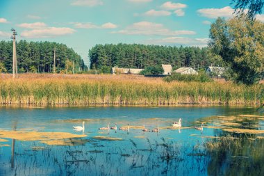 kuğular gölde Yüzme