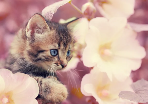 Little kitten in the garden with mallow flowers — Stock fotografie