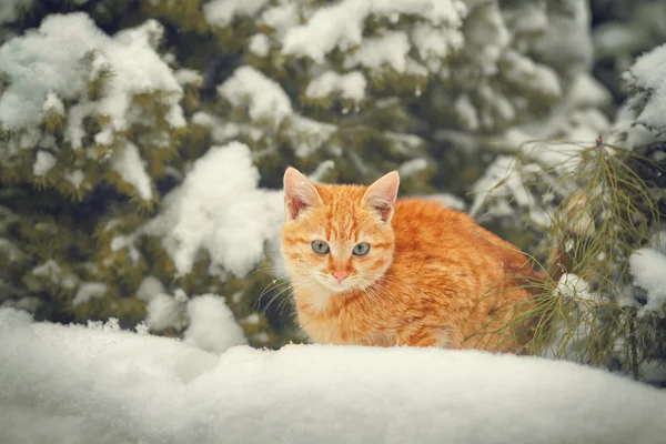 Gatinho sentado na floresta de inverno — Fotografia de Stock
