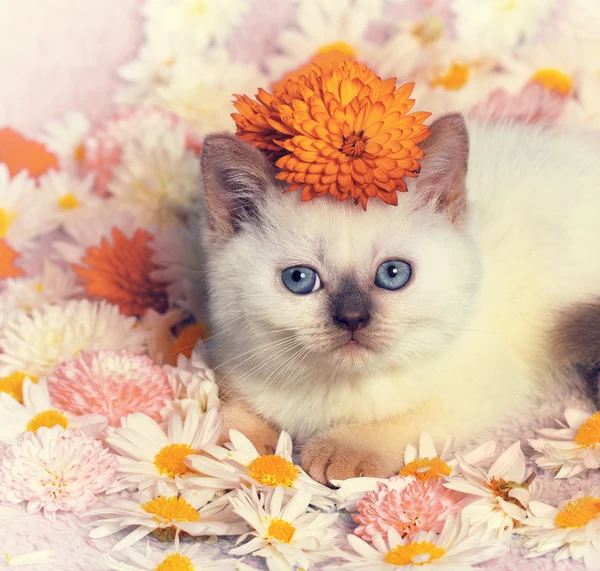 Kleines Kätzchen auf den Blumen liegend — Stockfoto