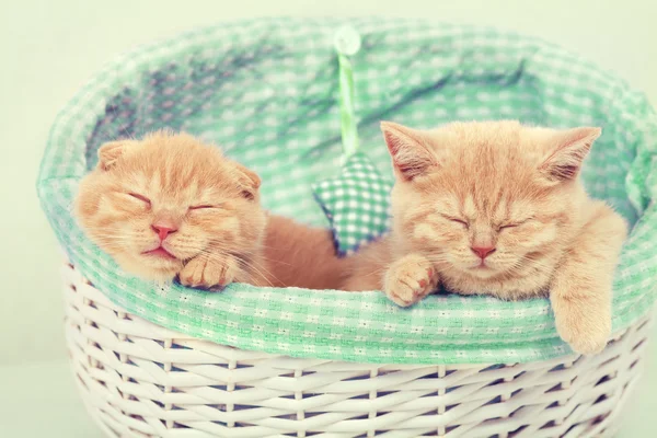 Två små kattungar — Stockfoto
