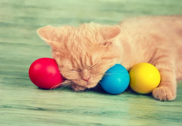 Kitten sleeping on colored easter eggs — Stockfoto