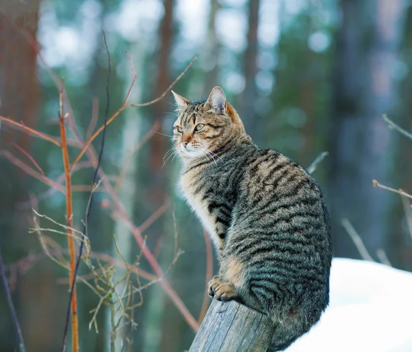 Cat sits on a wooden pole — Stockfoto