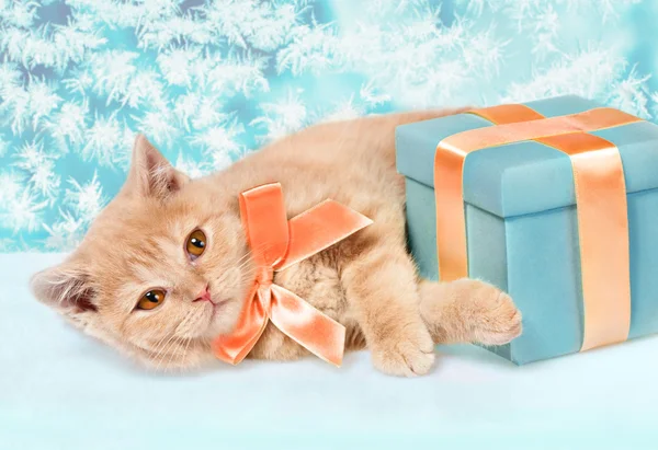 Little kitten with present box — Stock Photo, Image
