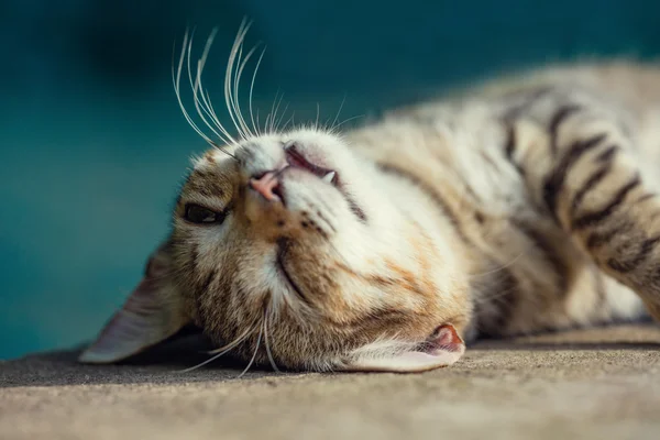 Gato dormindo feliz — Fotografia de Stock