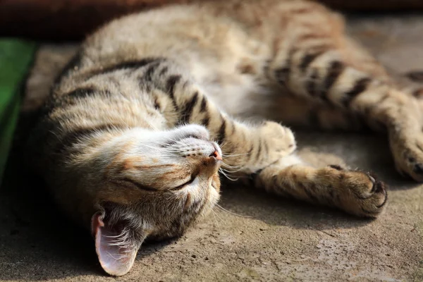mutlu uyuyan kedi