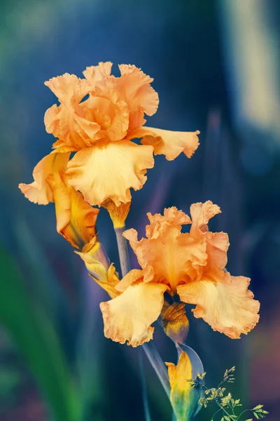 Blossoming Iris flowers — Stockfoto