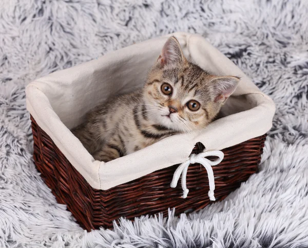 Lttle kitten sitting in a basket — Stock Photo, Image