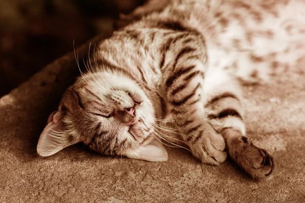 Счастливая спящая кошка — стоковое фото