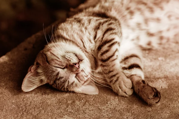 mutlu uyuyan kedi
