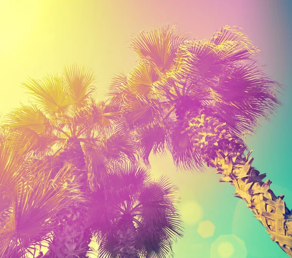 Quadro de palmeiras — Fotografia de Stock