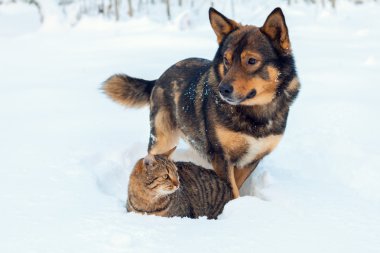 Kedi ve köpek birlikte kar üzerinde oynama