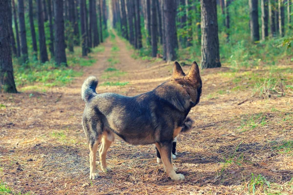 犬のカメラに戻って 松林の中を歩いて — ストック写真