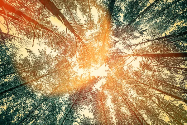 Vintage Frame Van Pine Treesin Het Bos Bij Zonsondergang — Stockfoto